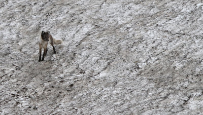 Arctic Fox - (Vulpes lagopus)