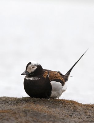 Long-tailed Duck - Clangula hyemalis