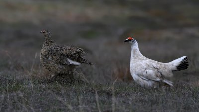 Rock Ptarmigan - Lagopus muta ssp. hyperboreus