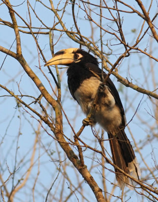 Oriental Pied Hornbill (Anthracoceros albirostris) ssp. albirostris