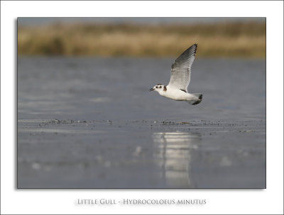 Little Gull - Hydrocoloeus minutus
