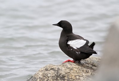 Black Guillemot - Cepphus grylle