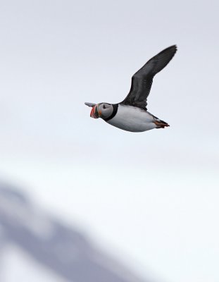 Atlantic Puffin - Fratercula arctica