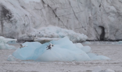 Kittiwake