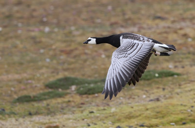 Barnacle Goose - Branta leucopsis