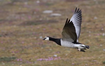 Barnacle Goose - Branta leucopsis