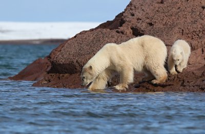 Polar Bear - Ursus maritimus