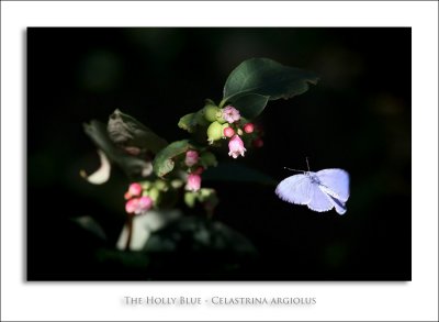 The Holly Blue - Celastrina argiolus