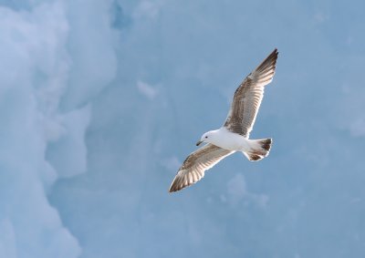 Lesser Black-backed Gull