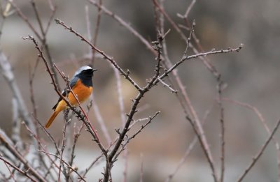 Hodgson's Redstart (Phoenicurus hodgsoni)