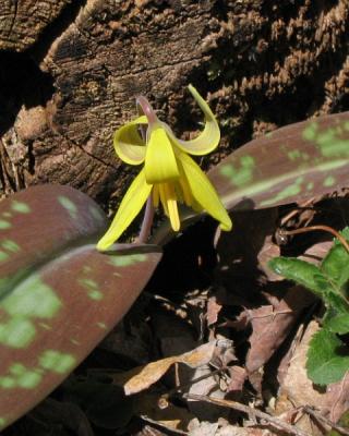 Trout-lily, or adder's-tongue