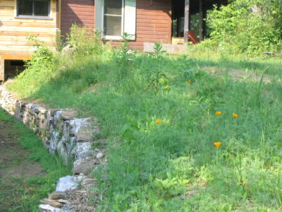 070106-0008 poppies starting to bloom.jpg