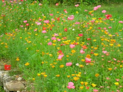 071506-N-0067 wow - poppies at their peak.JPG