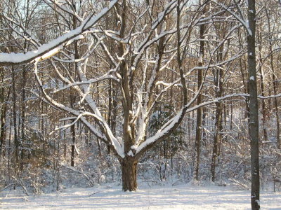 Snowshoe walk - Jan. 2 2008