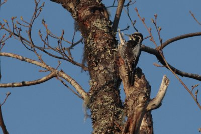 Three-toed Woodpecker, Picoides tridactylus (Tretig hackspett)