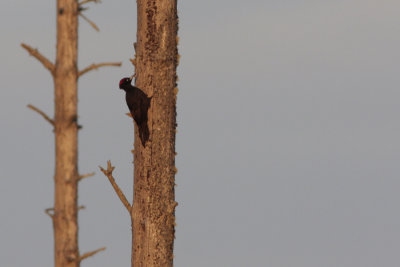 Black Woodpecker, Dryocopus martius (Spillkrka)