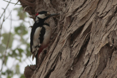 White-winged Woodpecker, Dendrocopus leucopterus