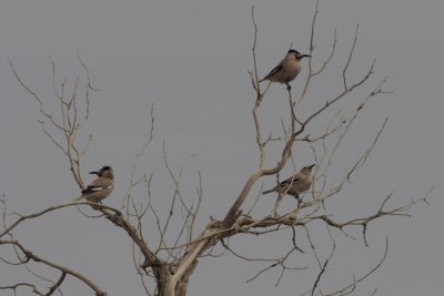 Xinjiang Ground-jay, Podoces biddulphi