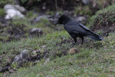 Carrion Crow, Corvus corone orientalis