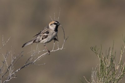 Saxaul Sparrow, Passer ammodendri
