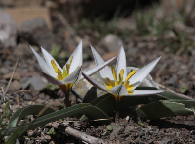 Tulips