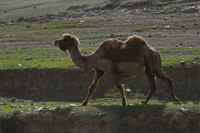Camel