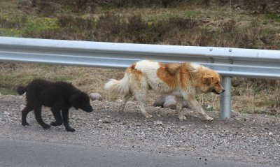 Sheep dogs