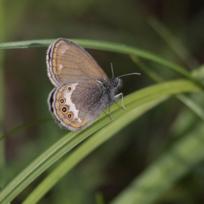 Scarce Heath, Coenonympha hero (Brun Gräsfjäril)