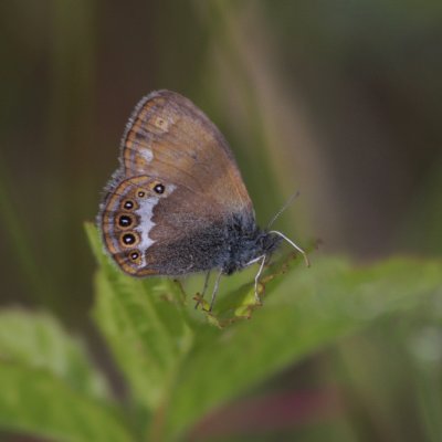 Scarce Heath, Coenonympha hero (Brun Gräsfjäril)