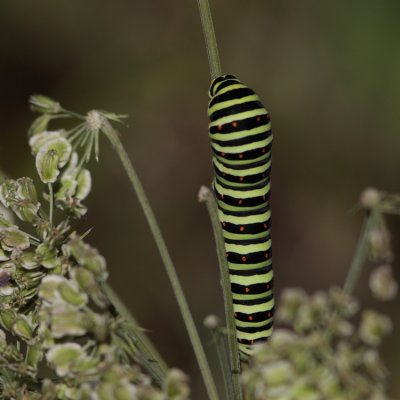 Swallowtail (Makaonfjril) Papilio machaon