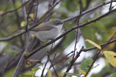 Lesser Whitethroat, Sylva curruca (rtsngare)