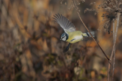 Blue Tit, Parus caeruleus (Blmes)
