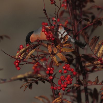 Bullfinch, Pyrrhula pyrrhula (Domherre)