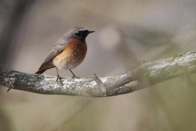 Common Redstart, Phoenicurus phoenicurus (Rdstjrt)