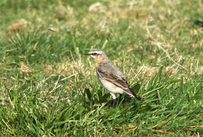 Northern Wheater, Stenskvtta, Oenanthe oenanthe