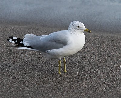 Ring-billed Gull, Ringnbbad ms, Larus delawarensis