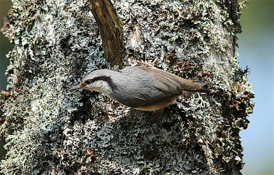 Eurasian Nuthatch, Ntvcka, Sitta europaea