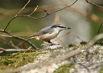 Eurasian Nuthatch, Ntvcka, Sitta europaea