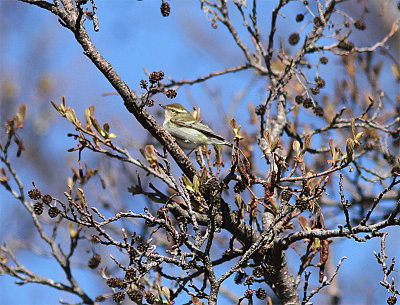 Yellow-browed Warbler, Taigasngare, Phylloscopus inornatus