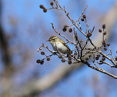 Yellow-browed Warbler, Taigasngare, Phylloscopus inornatus