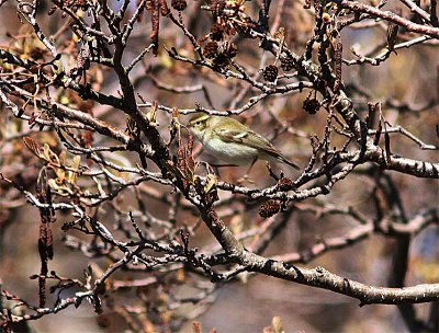 Yellow-browed Warbler, Taigasngare, Phylloscopus inornatus