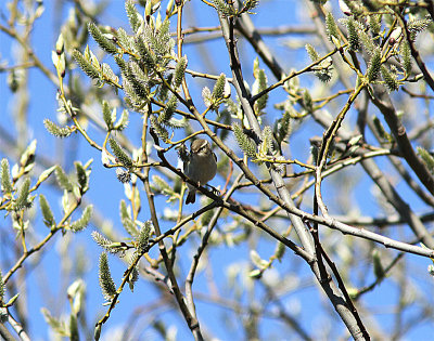 Yellow-browed Warbler, Taigasngare, Phylloscopus inornatus