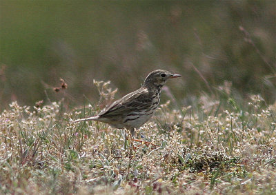 Meadow Pipit, ngspiplrka, Anthus pratensis