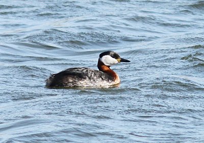 Red-necked Grebe, Gråhakedopping, Podiceps grisegena