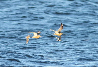 Bar-tailed Godwit, Myrspov, Limosa lapponica