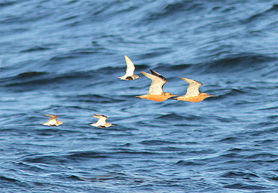 Bar-tailed Godwit, Myrspov, Limosa lapponica