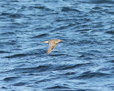 Eurasian Curlew, Storspov, Numenius phaeopus