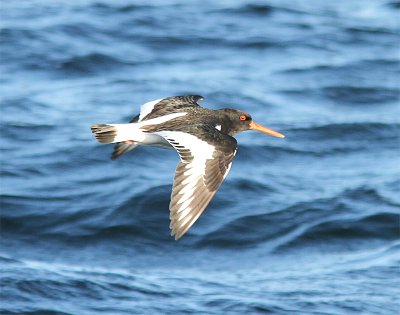 Eurasian Oystercatcher, Strandskata, Haematopus ostralegus