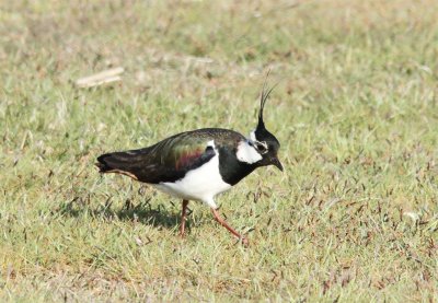 Northern Lapwing, Tofsvipa, Vanellus vanellus