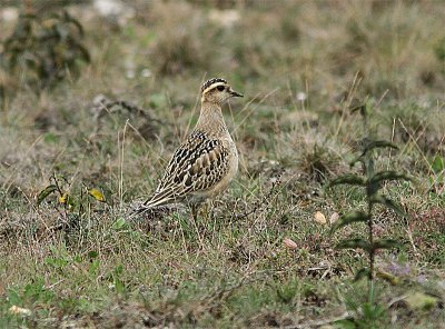 Eurasian Dotterel, Fjällpipare, Charadrius morinellus